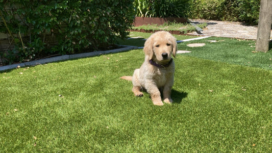 ERBA SINTETICA GREENLAND MAX 55 mm