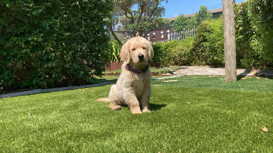 ERBA SINTETICA GREENLAND MAX 55 mm