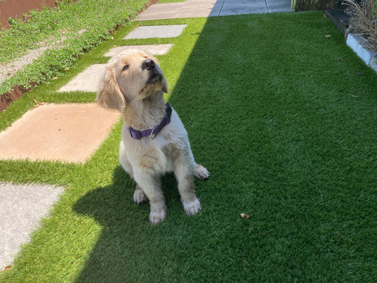 ERBA SINTETICA GREENLAND OVER THE TOP 65 mm