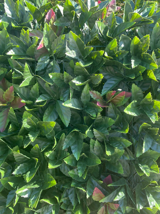 VERDE VERTICALE PHOTINIA