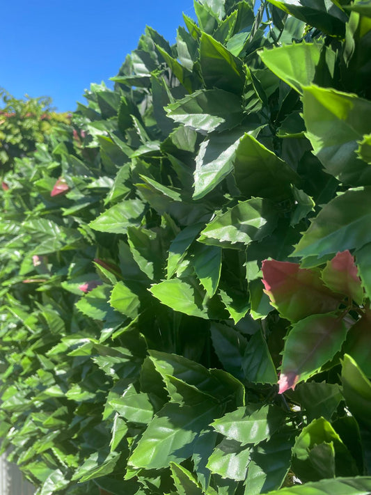 VERDE VERTICALE PHOTINIA