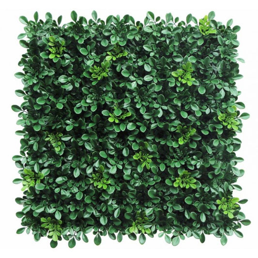 VERDE VERTICALE PITOSFORO